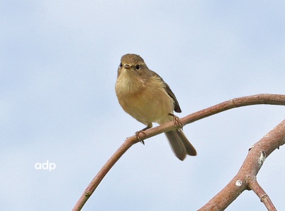 Canary Island Chiffchaff, Phylloscopus canariensis, Alan Prowse